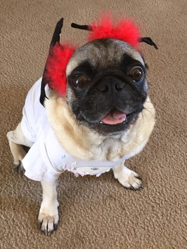 /Images/uploads/PUG NATION RESCUE OF LOS ANGELES/2019pugcalendar/entries/8337thumb.jpg